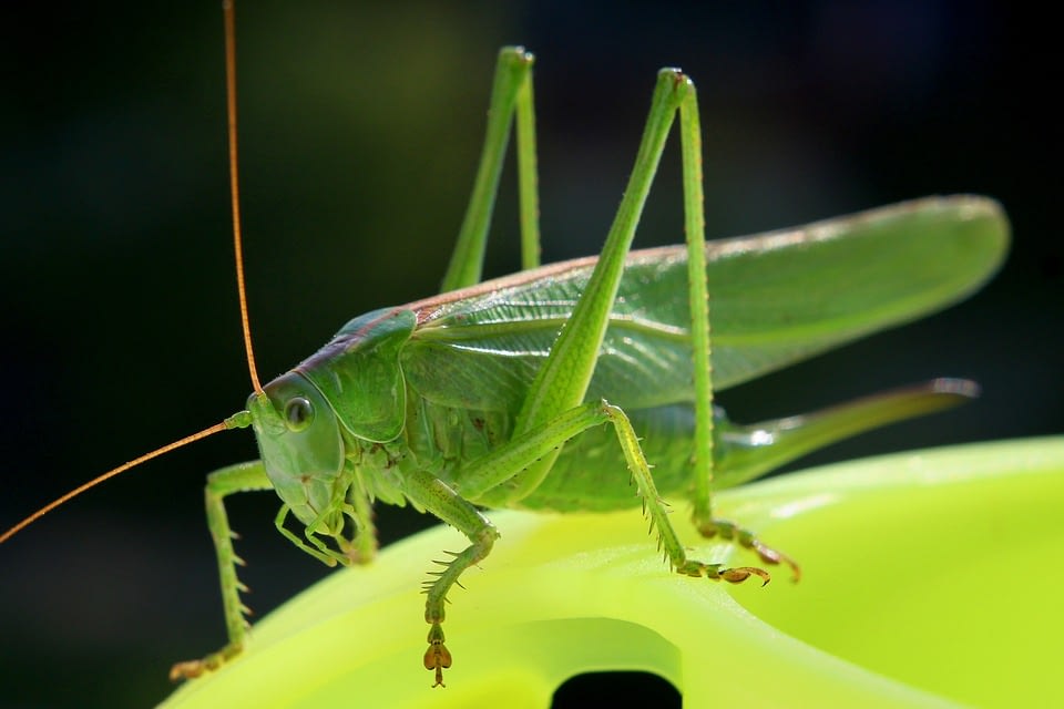 insect-3550858_960_720